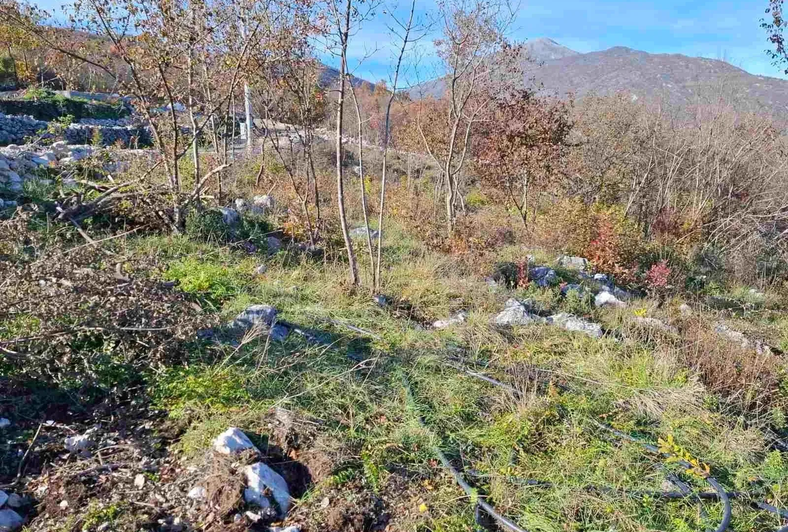 Prodaja, plac, 5000m², Bandići, Danilovgrad