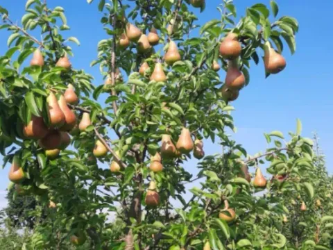 Prodaja, plac, 10400m², Sepci, Rača - image 4