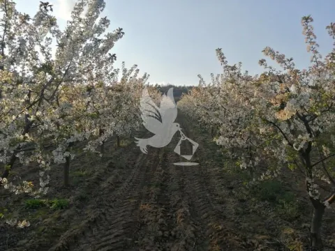 Prodaja, plac, 13700m², Koraćica, Mladenovac - image 18