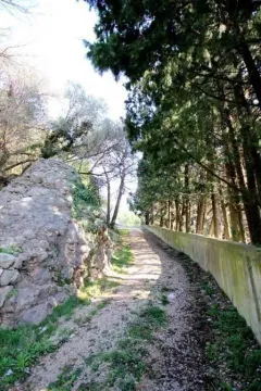 Zemljani put okružen zelenilom i drvećem. - image 3