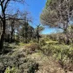 Prodaja, plac, 1160m², Budva, Crna Gora - image 4