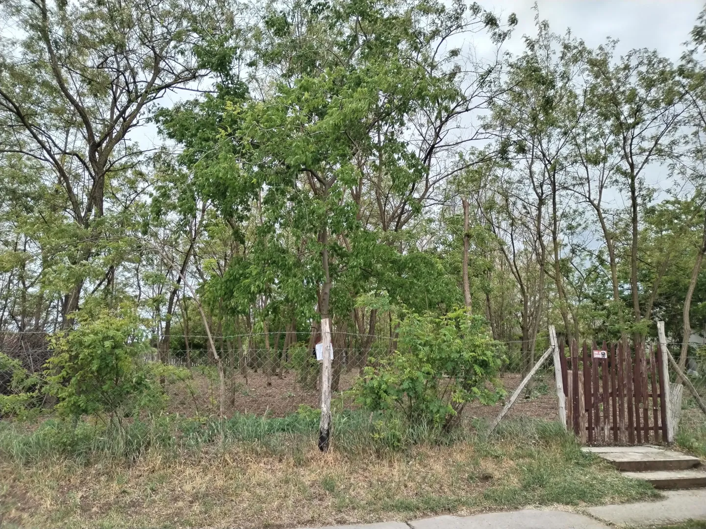 Ograđeno dvorište sa drvećem i rastinjem.