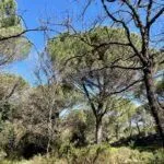 Prodaja, plac, 1160m², Budva, Crna Gora - image 6