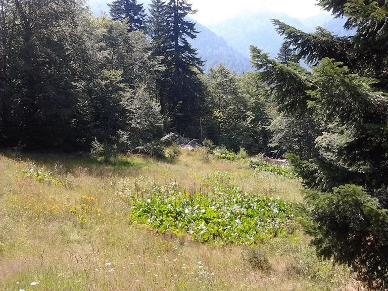Prodaja, plac, 10000m², Kolašin, Crna Gora