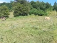 Prodaja, plac, 26500m², Živica, Lučani - image 2