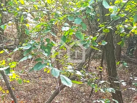 Prodaja, plac, 1900m², Sremčica, Beograd - image 4