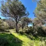 Prodaja, plac, 1160m², Budva, Crna Gora - image 5