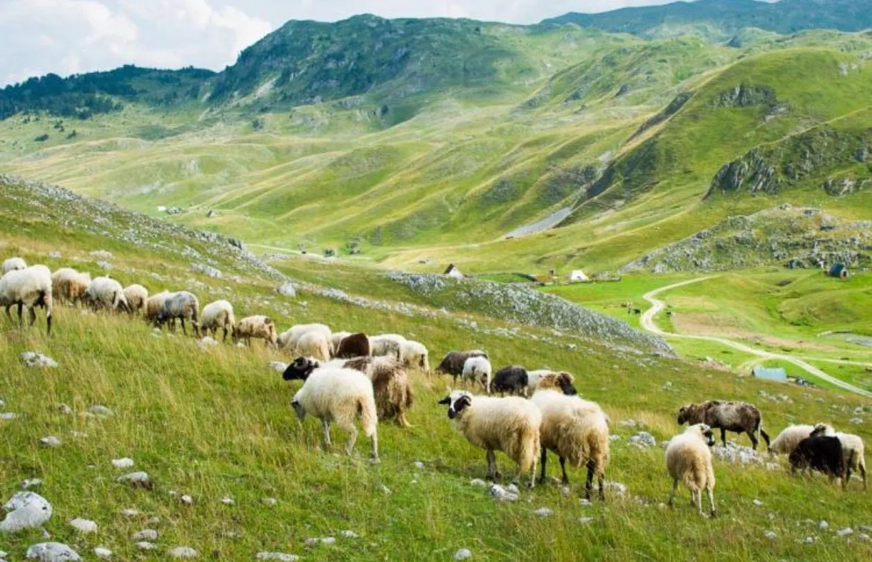 Prodaja, plac, 82000m², Dobrilovina, Mojkovac