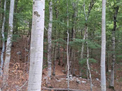 Prodaja, plac, 6368373m², Kotor, Crna Gora - image 5