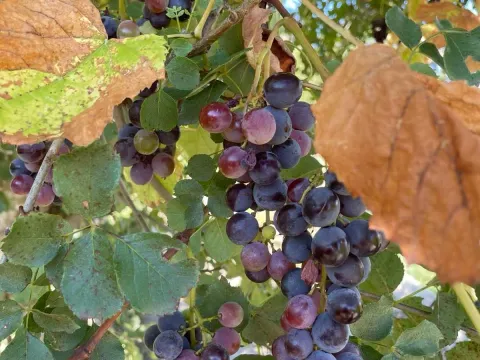 Prodaja, plac, 50000m², Bar, Crna Gora - image 8