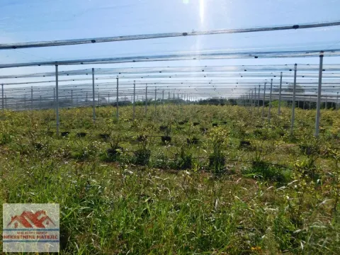 Sale, land lot, 350m², Kragujevac, Srbija - image 6