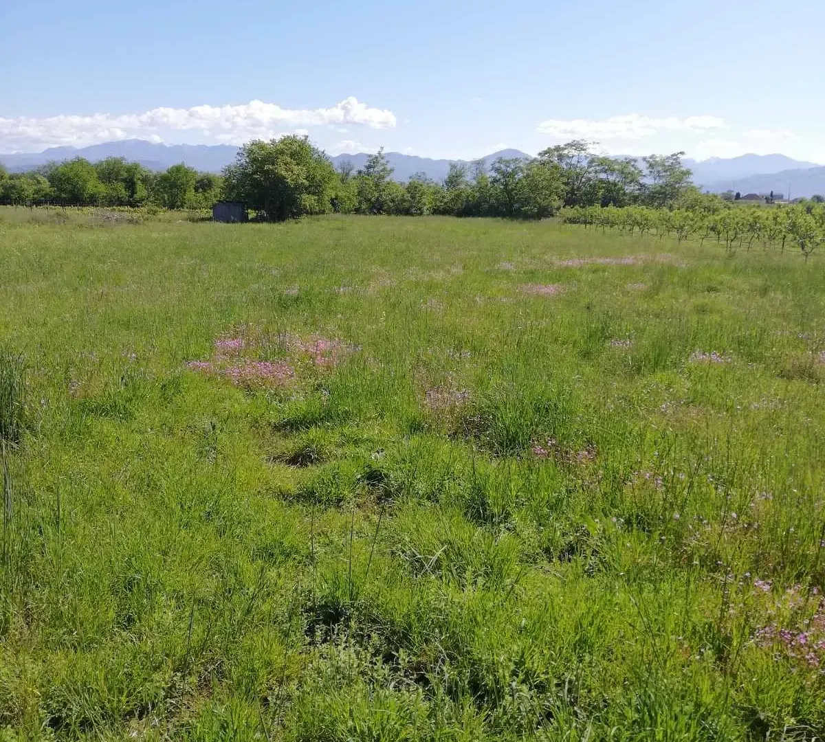 Prodaja, plac, 1850m², Farmaci, Podgorica