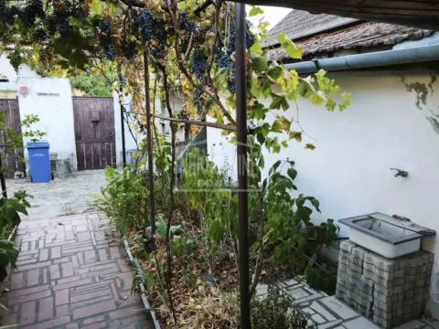 Popločano dvorište sa čokotima vinove loze i prolazom prema kapiji. - image 19
