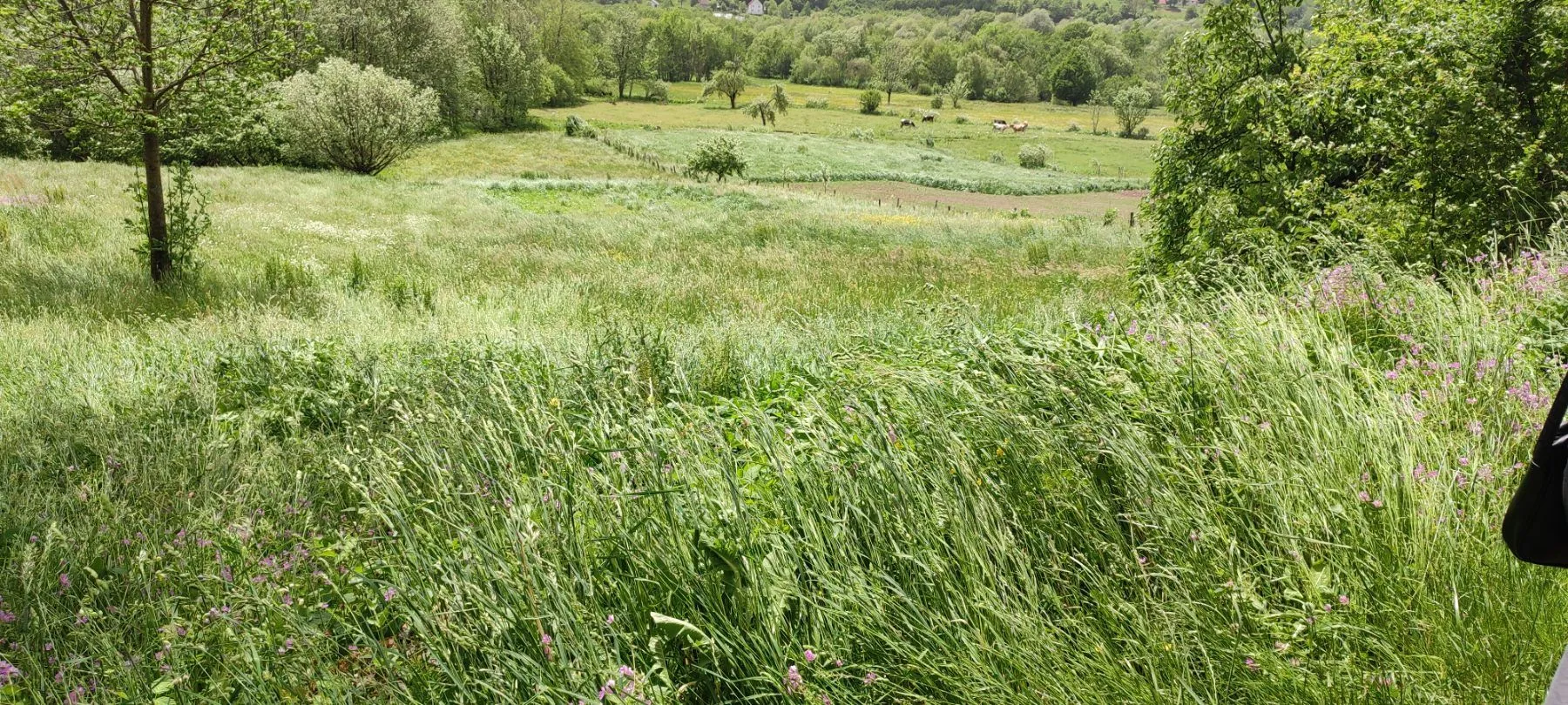Prodaja, plac, 4000m², Kolašin, Crna Gora