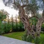 Prodaja, kuća, 240m², Sveti Stefan, Budva - image 8