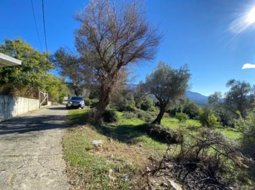 Pogled na prilazni put i dvorište sa maslinama pored kuće.