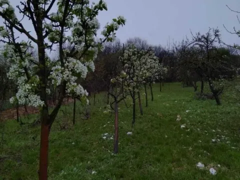 Sale, house, 130m², Taraš, Zrenjanin - image 7