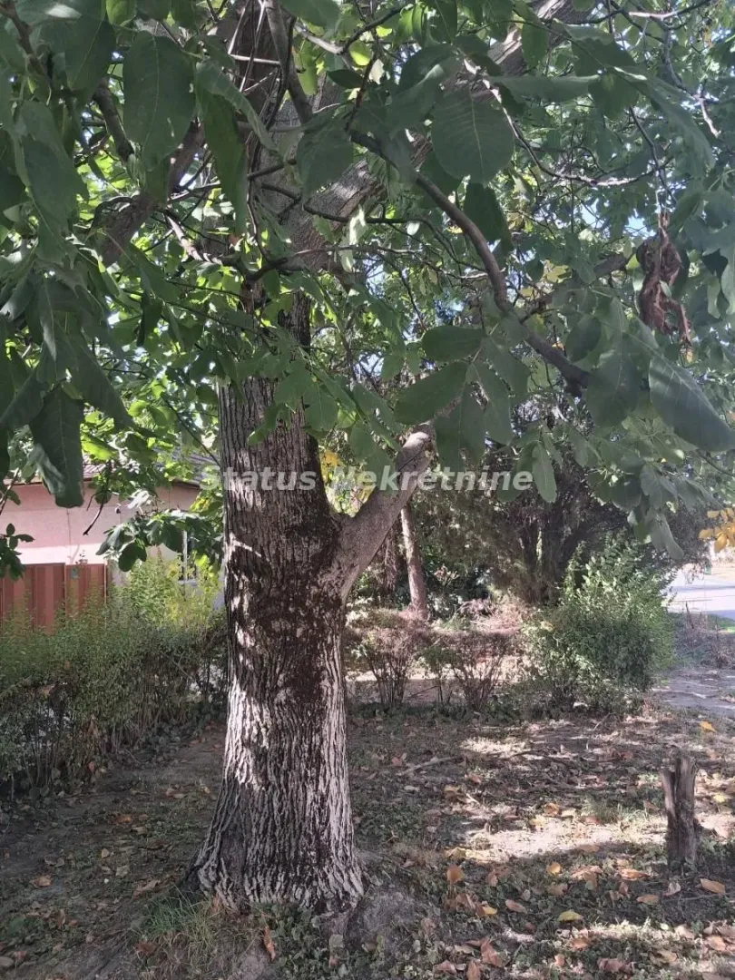 Pogled na drvo u dvorištu nekretnine.