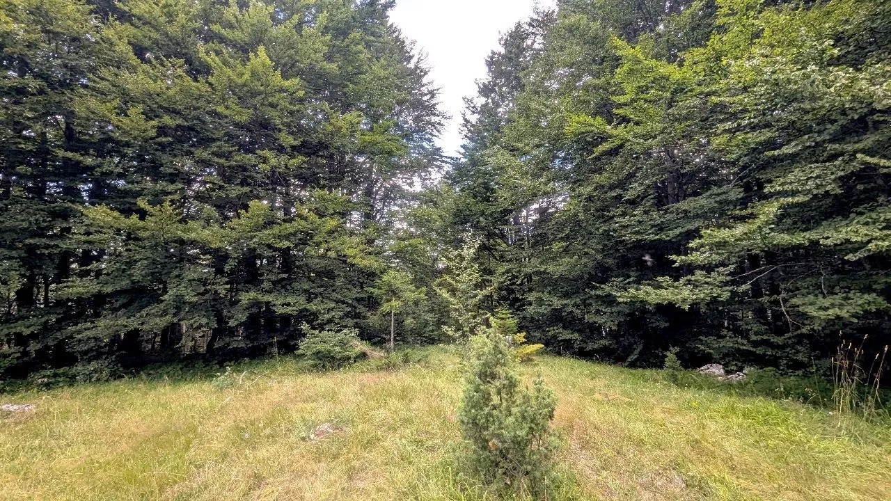 Prodaja, plac, 704m², Žabljak, Crna Gora
