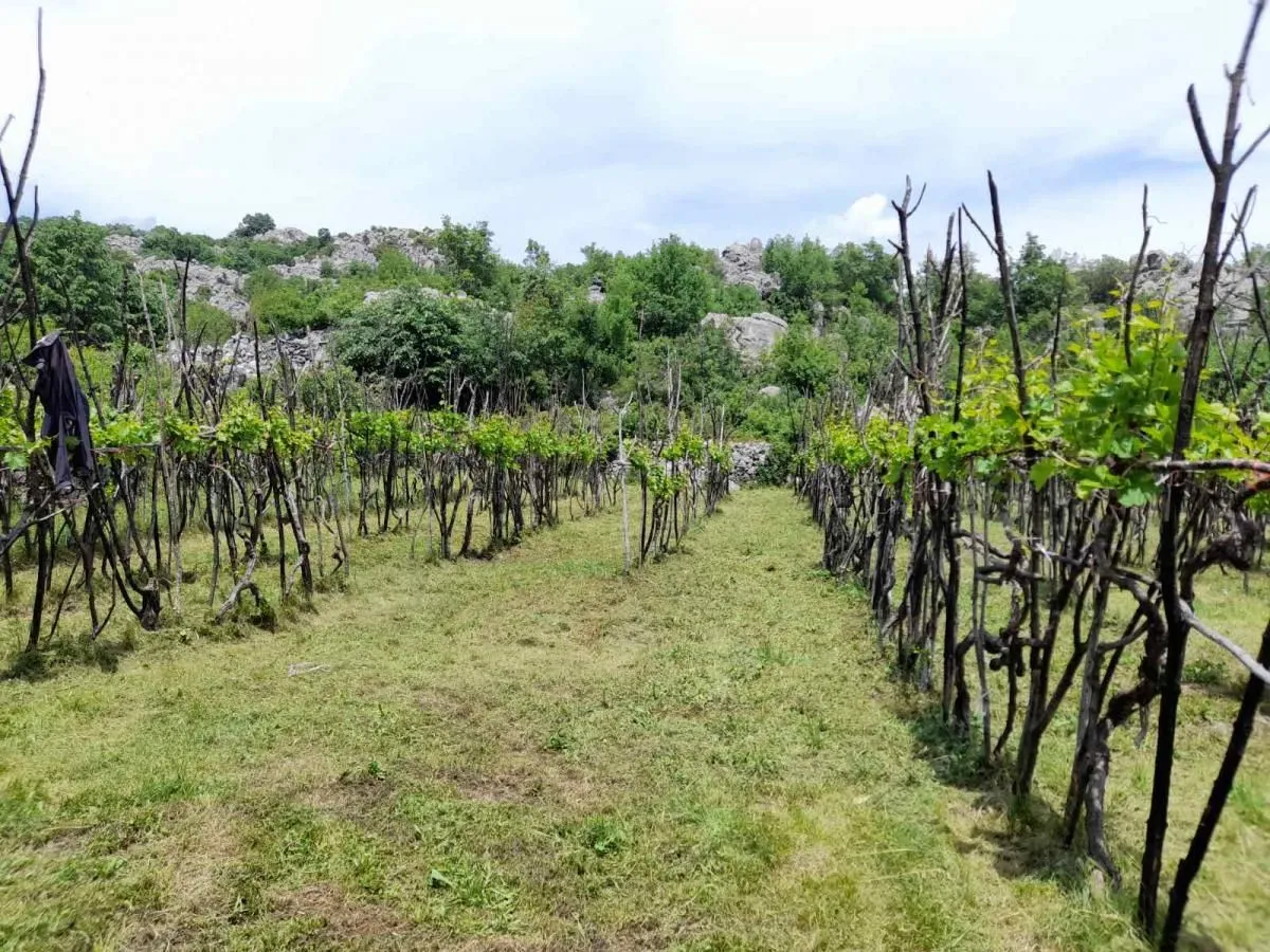 Prodaja, plac, 240000m², Štitari, Cetinje