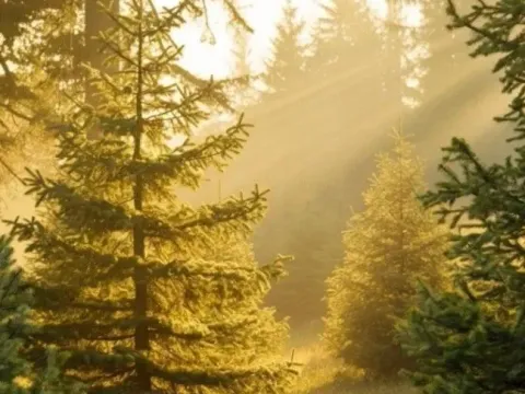 Prodaja, plac, 5200m², Tara, Srbija - image 9