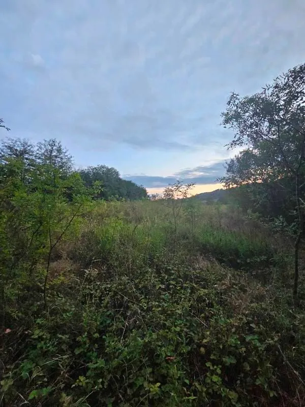 Pogled na zarasli plac sa rastinjem i drvećem u sumrak.