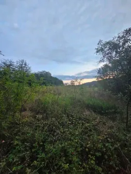 Pogled na zarasli plac sa rastinjem i drvećem u sumrak. - image 3