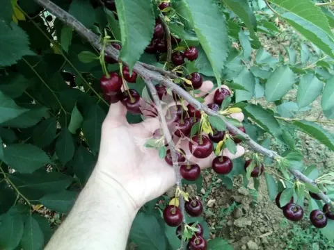 Prodaja, plac, 13700m², Koraćica, Mladenovac - image 14