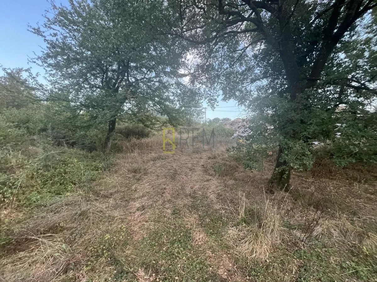 Zarasli plac sa drvećem i prirodnim rastinjem.