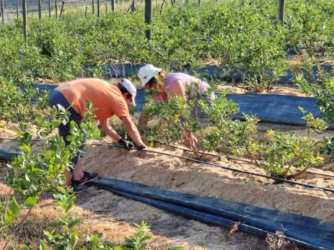 Prodaja, plac, 120000m², Varna, Šabac - image 3