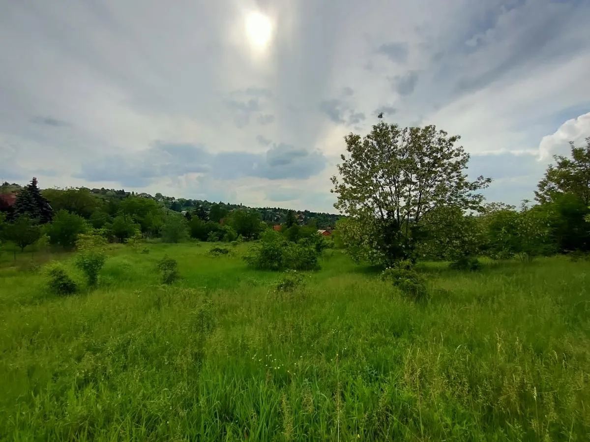 Prodaja, plac, 5000m², Ledinci, Petrovaradin