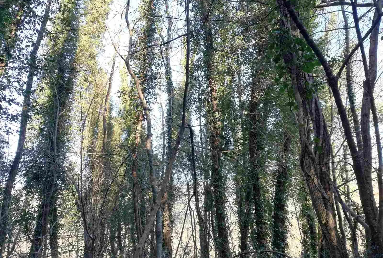 Prodaja, plac, 6100m², Orja Luka, Danilovgrad