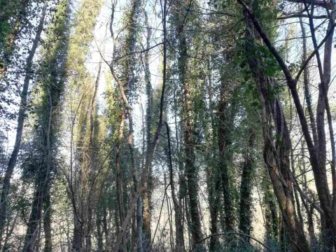 Prodaja, plac, 6100m², Frutak, Danilovgrad - image 6