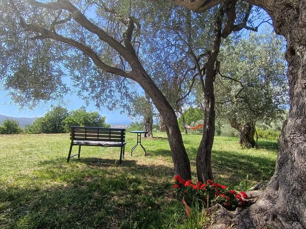 Landscaped yard with a bench and table in the shade of olive trees.