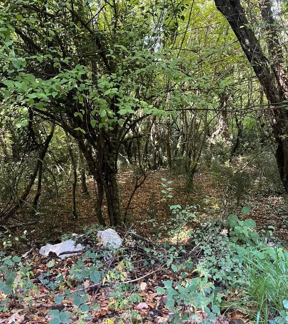 Prodaja, plac, 47894m², Danilovgrad, Crna Gora