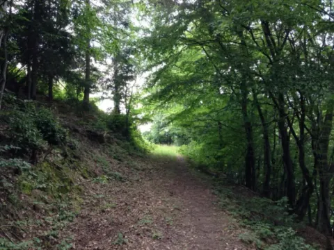 Prodaja, plac, 86000m², Grančarevo, Bijelo Polje - image 6