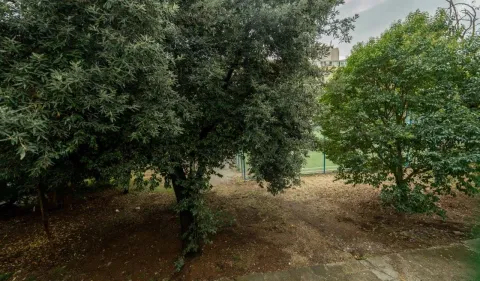 Yard with trees in front of the building. - image 12
