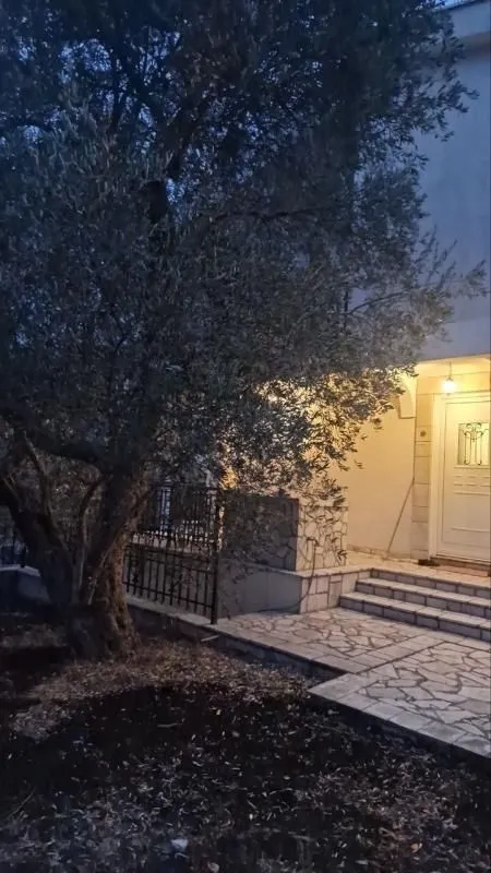 Entrance to the house with a yard and an olive tree at dusk.