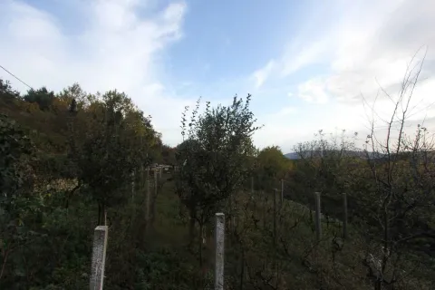 Zemljište sa vinogradom i voćkama pod blagim nagibom. - image 2
