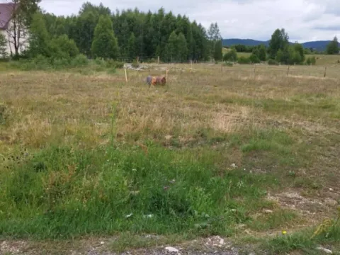 Prodaja, plac, 591m², Tepačko polje, Žabljak - image 5