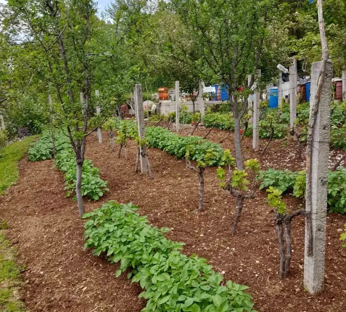 Prodaja, plac, 700m², Herceg Novi, Crna Gora