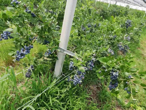 Prodaja, plac, 120000m², Centar, Šabac - image 2