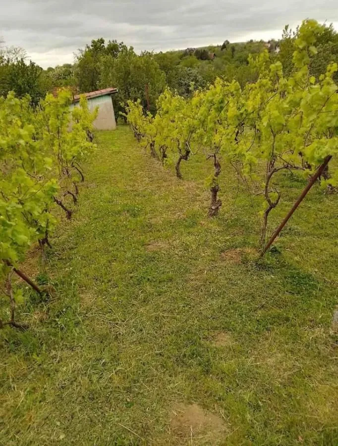 Prodaja, kuća, 24m², Čortanovci, Inđija