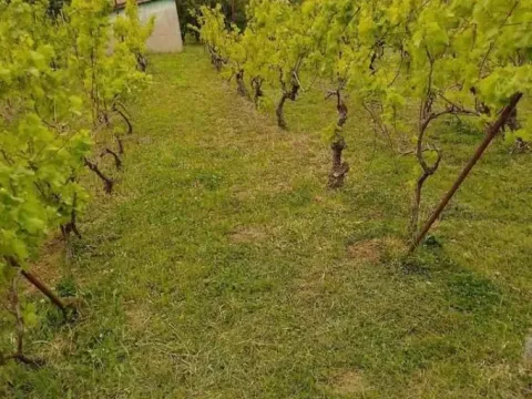 Prodaja, kuća, 24m², Čortanovci, Inđija - image 5