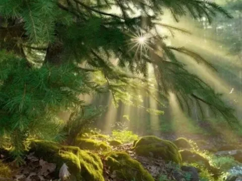 Prodaja, plac, 5200m², Tara, Srbija - image 11