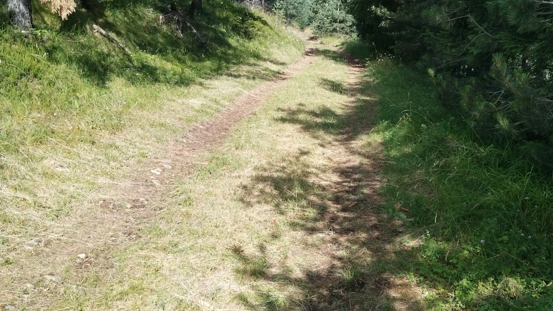 Prodaja, plac, 7000m², Mokra gora, Tara