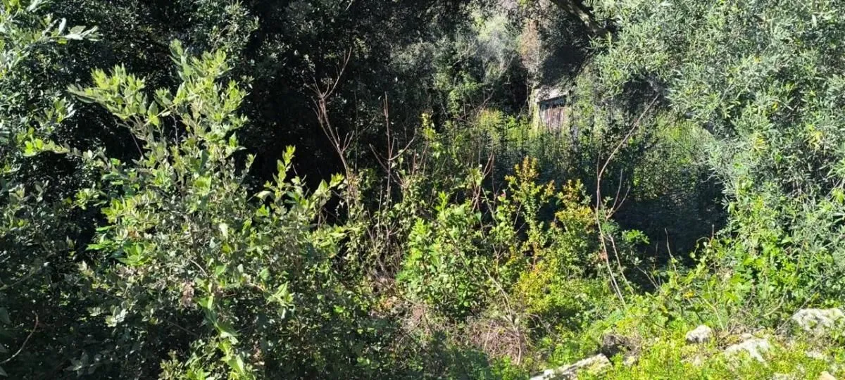 Prodaja, plac, 919m², Bigova, Kotor