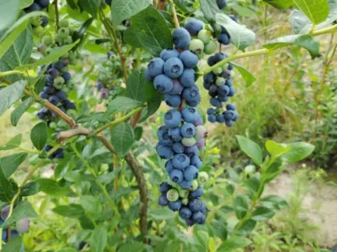 Prodaja, plac, 120000m², Varna, Šabac - image 9