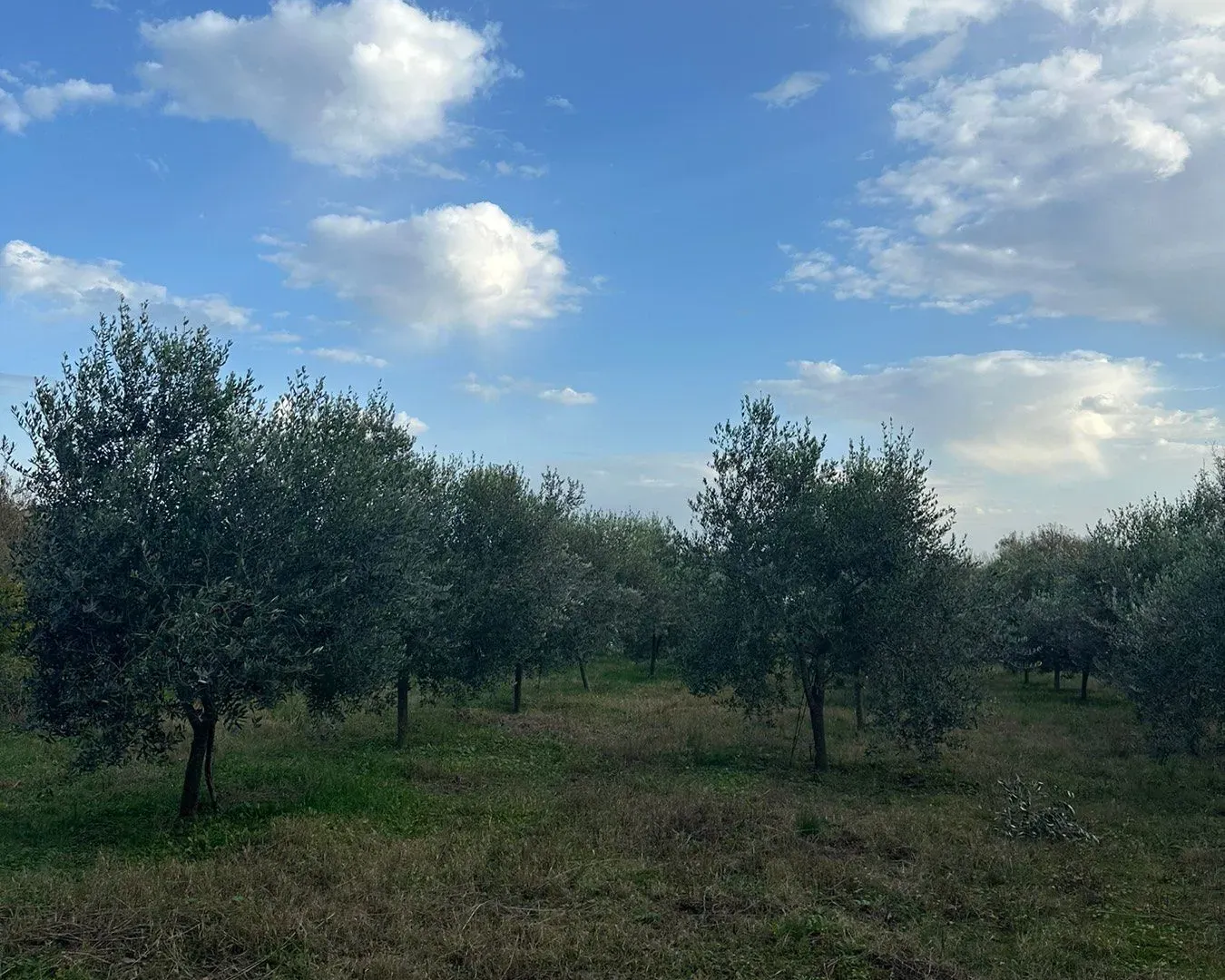 Prodaja, plac, 6000m², Ulcinj, Crna Gora