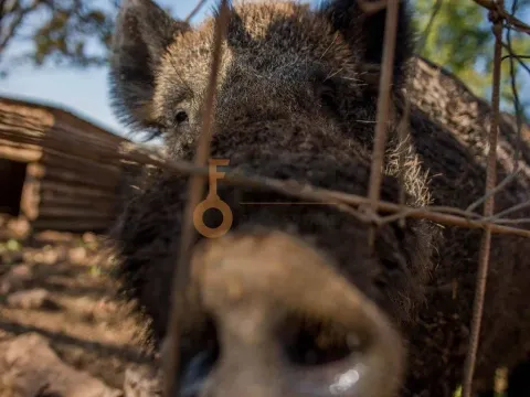 Prodaja, poslovni prostor, Ostalo, Podgorica - image 8